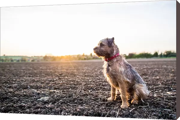 Border Terrier with red collar sitting in a field at sunset, United Kingdom, Europe