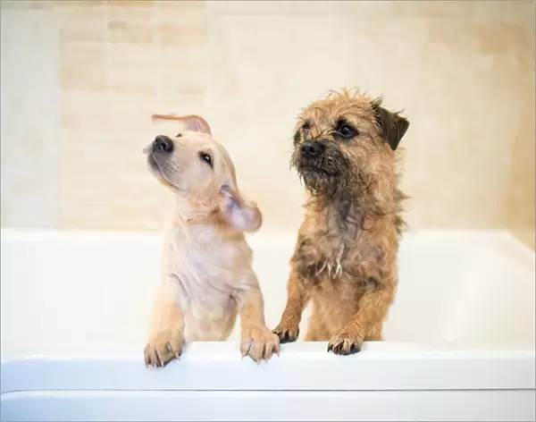 Golden Labrador puppy in the bath with a Border Terrier, United Kingdom, Europe