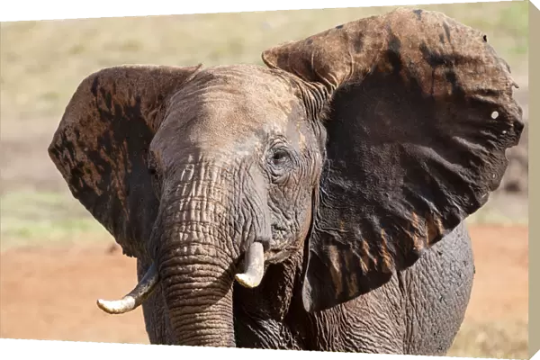 Elephant (Loxodonta africana), Taita Hills Wildlife Sanctuary, Kenya, East Africa, Africa