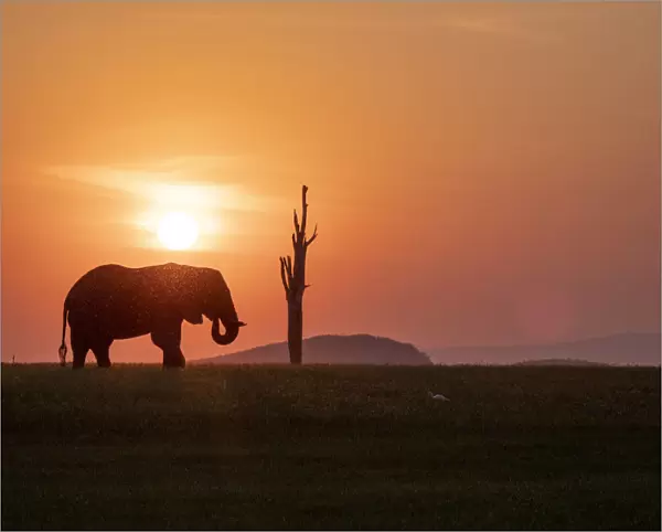 An adult African bush elephant (Loxodonta africana) at sunset on the shoreline of Lake