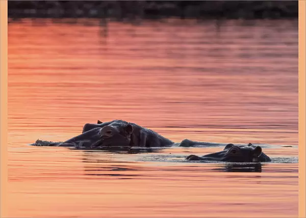 Adult hippopotamusus (Hippopotamus amphibius), bathing at sunset in Lake Kariba, Zimbabwe