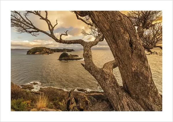 Tepare Point Reserve, Coromandel Peninsula, Waikato, North Island, New Zealand, Pacific