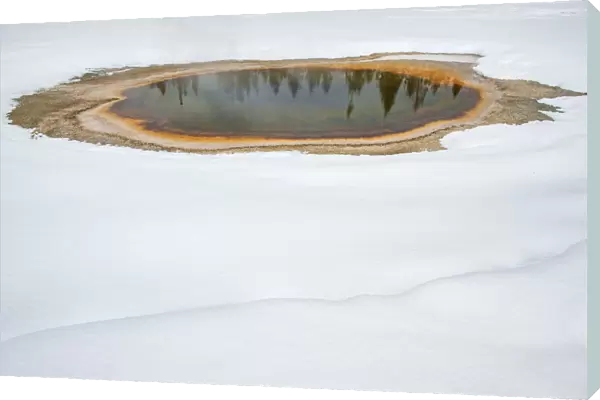 Trees reflected in thermal feature in the snow, Yellowstone National Park