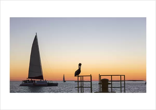 View across the Gulf of Mexico, sunset, brown pelican prominent, Mallory Square, Old Town