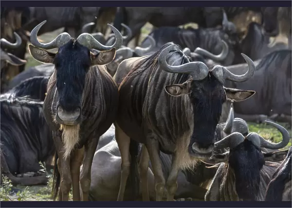 Wildebeests (Connochaetes taurinus), Ndutu, Ngorongoro Conservation Area, Serengeti