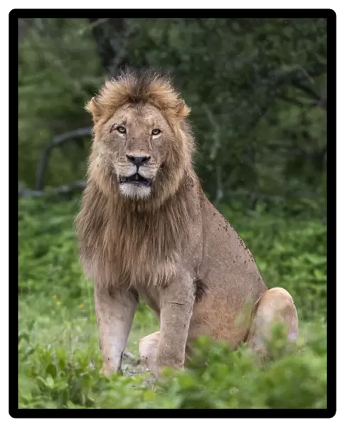 Lion (Panthera leo), Ndutu, Ngorongoro Conservation Area, Serengeti, Tanzania