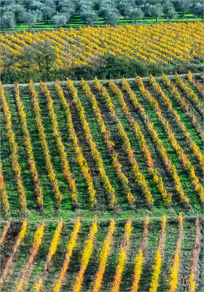 Patterned lines of vineyards in Autumnal colours in afternoon light