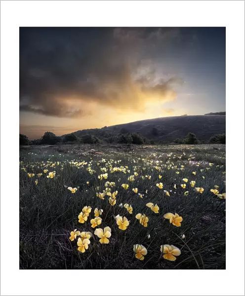 Sunrise over a yellow violet (Viola pubescens) field, Cusna Mountain, Appenines