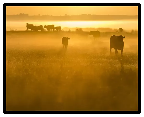 Cattle on grazing marsh at sunrise, Elmley Marshes National Nature Reserve
