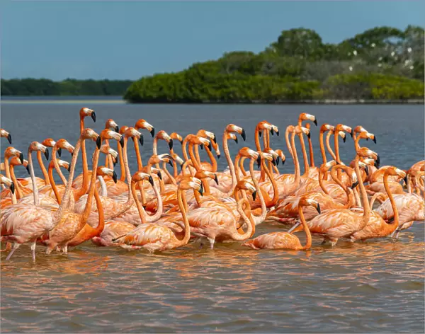 American flamingo (Phoenicopterus ruber), Rio Celestun UNESCO Biosphere Reserve, Yucatan