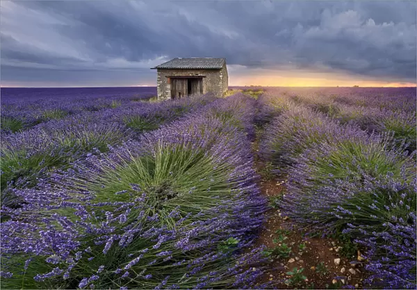 Small stone house in lavender field at sunset with a cloudy sky, Valensole, Provence
