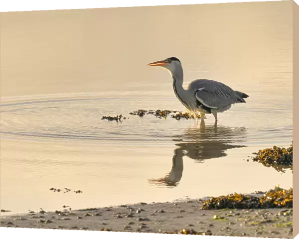 Grey Heron (Ardea cinerea), County Clare, Munster, Republic of Ireland, Europe
