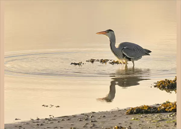 Grey Heron (Ardea cinerea), County Clare, Munster, Republic of Ireland, Europe