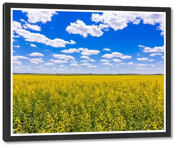 Rolling field of yellow flowers under a blue sky and fluffy clouds, North Dakota