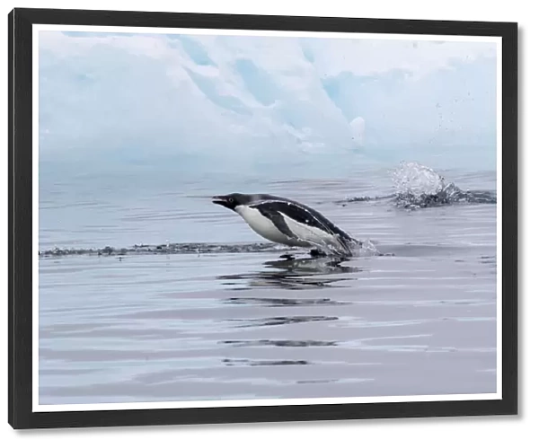 Adelie penguin (Pygoscelis adeliae), porpoising in the sea in Antarctic Sound