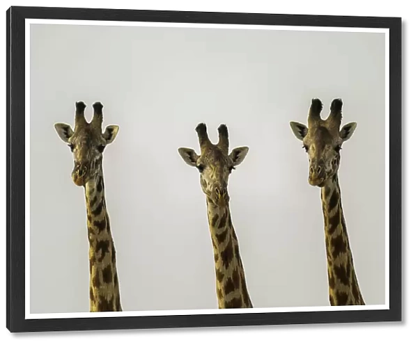 A group of Giraffes (Giraffa), Amboseli National Park, Kenya, East Africa, Africa