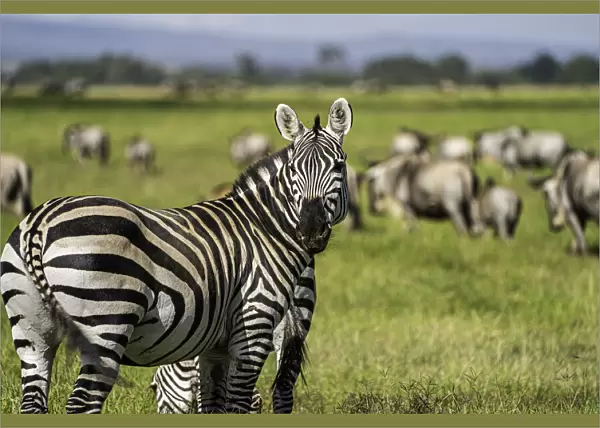 A heard of Zebra (Equus quagga), Amboseli National Park, Kenya, East Africa, Africa