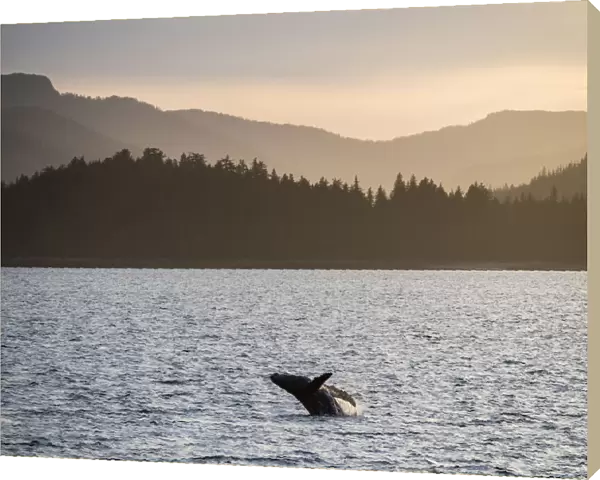 Young humpback whale (Megaptera novaeangliae), breaching at sunset in Peril Strait