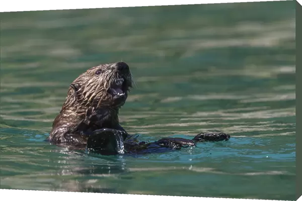 A young sea otter (Enhydra lutris), in the Inian Islands, Southeast Alaska