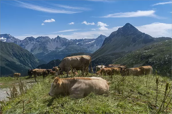 Cows on the Bernina mountains, St. Moritz, Engadine, Graubunden, Switzerland, Europe