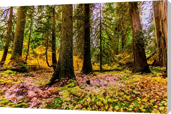 Fall colors throughout Mount Rainier National Park, Washington State