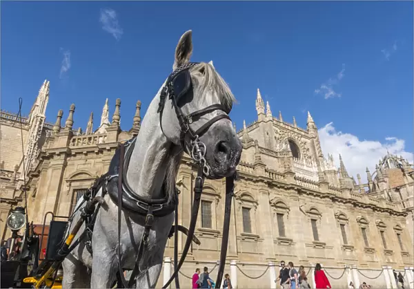 A horse attached to a carriage waiting for tourists in front of Catedral de Sevilla