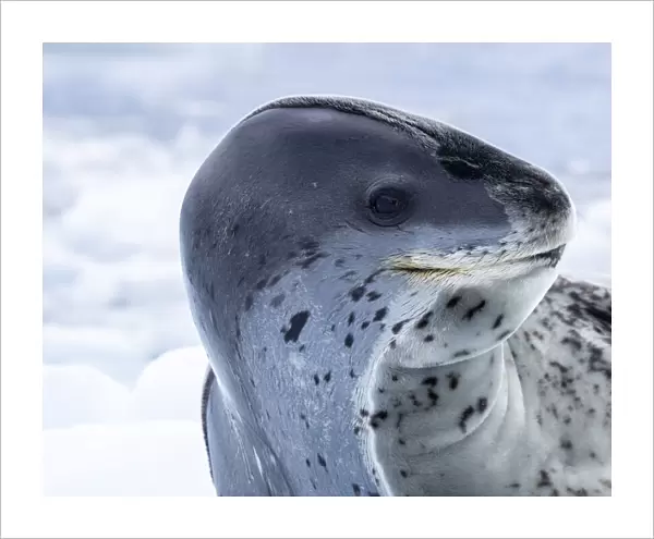 A large adult leopard seal (Hydrurga leptonyx), hauled out on sea ice near Brabant Island, Antarctica, Polar Regions