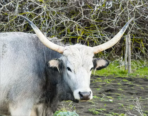 Maremmana cow, Province of Grosseto, Maremma, Tuscany, Italy, Europe