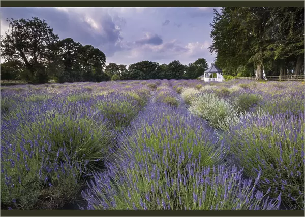 A beautiful Lavender Field in summer, Swettenham, Cheshire, England, United Kingdom, Europe