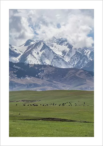 Cow herd in front of the Kolsay Lakes National Park, Tian Shan mountains, Kazakhstan, Central Asia, Asia