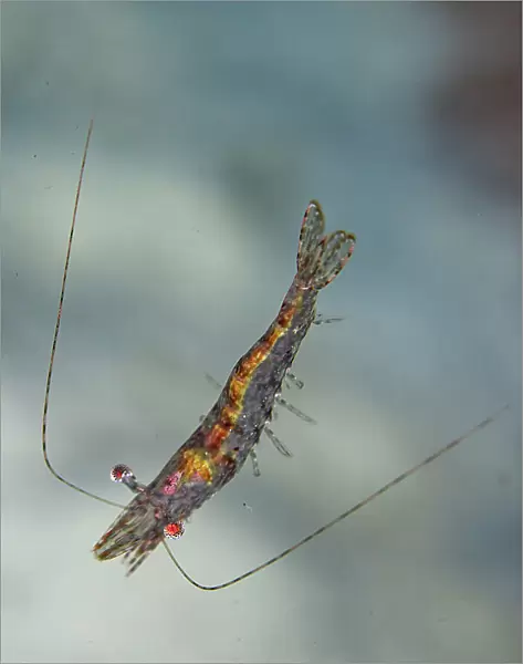 An adult red cherry shrimp (Neocaridina davidi), out over the reef off Wohof Island, Raja Ampat, Indonesia, Southeast Asia, Asia
