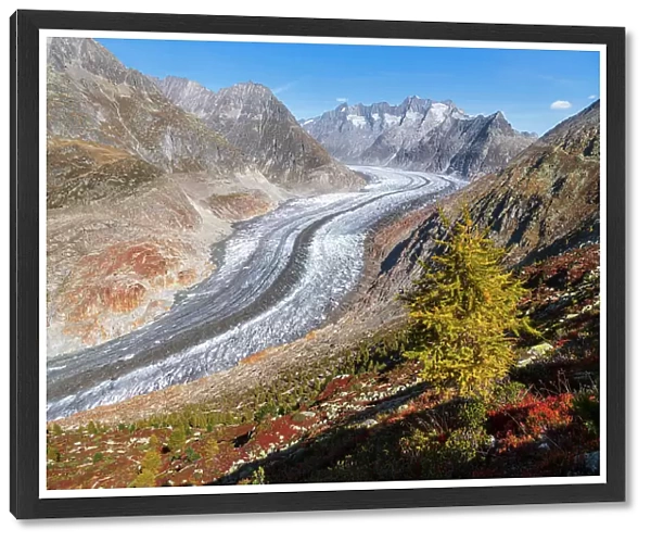 Lone larch tree in autumn colors, Aletsch Glacier, Riederalp, UNESCO World Heritage Site, Valais canton, Switzerland, Europe