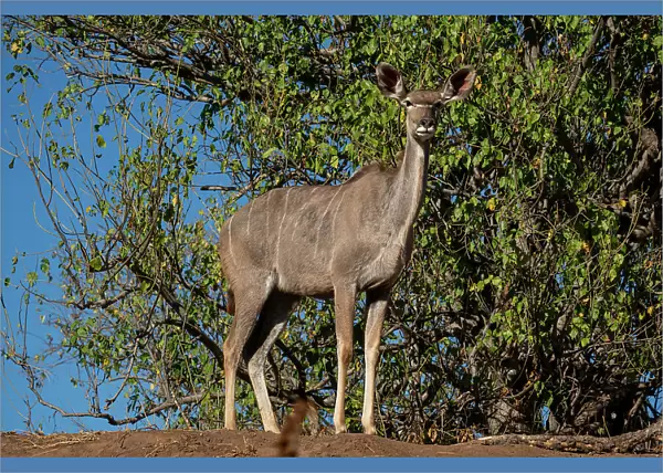 Greater kudu female (Tragelaphus strepsiceros), Mashatu Game Reserve, Botswana, Africa