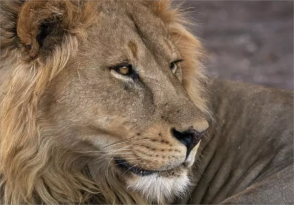 Male lion (Panthera leo), Mashatu Game Reserve, Botswana, Africa