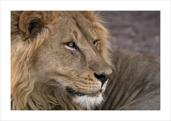 Male lion (Panthera leo), Mashatu Game Reserve, Botswana, Africa