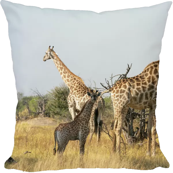 Giraffes (Giraffa camelopardalis) and calves, Okavango Delta, Botswana, Africa