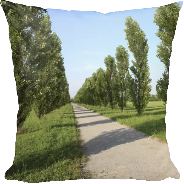 Path, Parco Nord, Milan, Lombardy, Italy, Europe