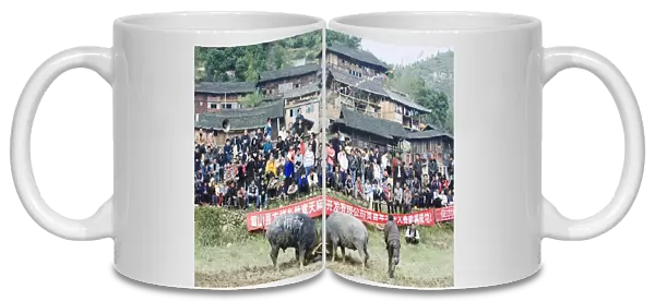 New Year bull fighting festival in the Miao village of Xijiang, Guizhou Province