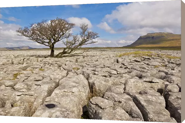 Tree growing through the limestone of White Scars, Ingleton, Yorkshire Dales National Park