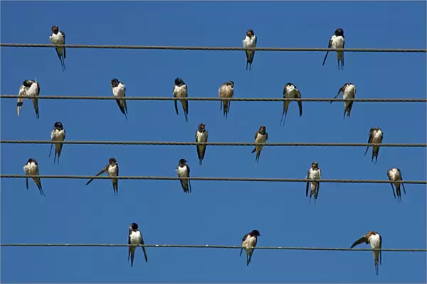 Barn (European) swallow (Hirundo rustica) on wire, Overberg, Western Cape