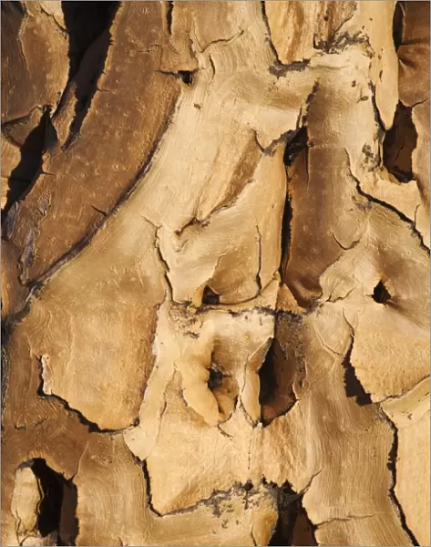 Quiver tree bark (Aloe dichotoma), Quiver tree forest, Keetmanshoop, Namibia, Africa