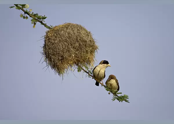 Adult and immature black-capped social weaver (Pseudonigrita cabanisi) near their nest