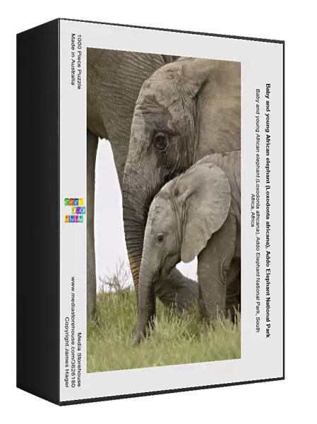 Baby and young African elephant (Loxodonta africana), Addo Elephant National Park