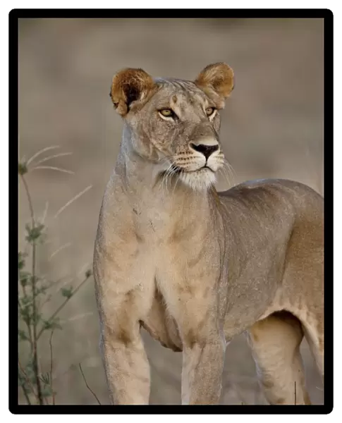 Lioness (Panthera leo), Samburu National Reserve, Kenya, East Africa, Africa