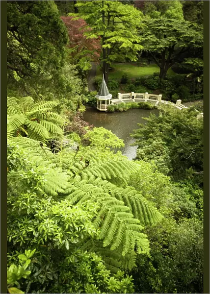 Tree ferns and Duck Pond, Wellington Botanic Garden, Wellington, North Island