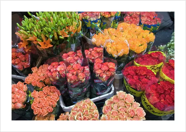Tulips for sale in the Bloemenmarkt (flower market), Amsterdam, Netherlands, Europe