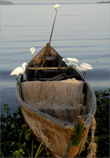 Egrets, Bugala Island, Lake Victoria, Uganda, East Africa, Africa