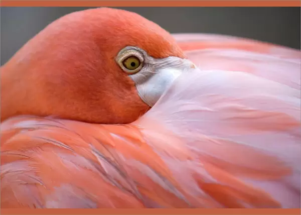 Pink flamingo in Curacao, Netherlands Antilles, Caribbean, Central America