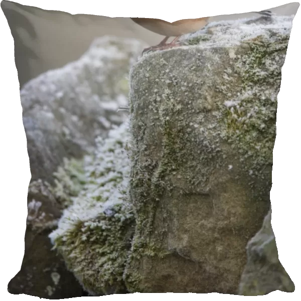 Male chaffinch (Fringilla coelebs), on stone wall, United Kingdom, Europe