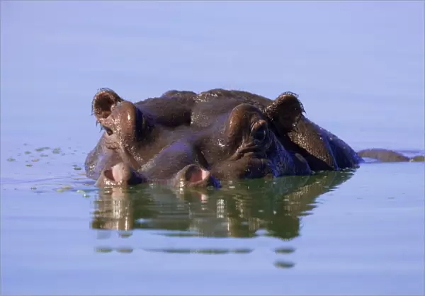 Hippo (Hippopotamus amphibius), submerged, Kruger National Park, South Africa, Africa